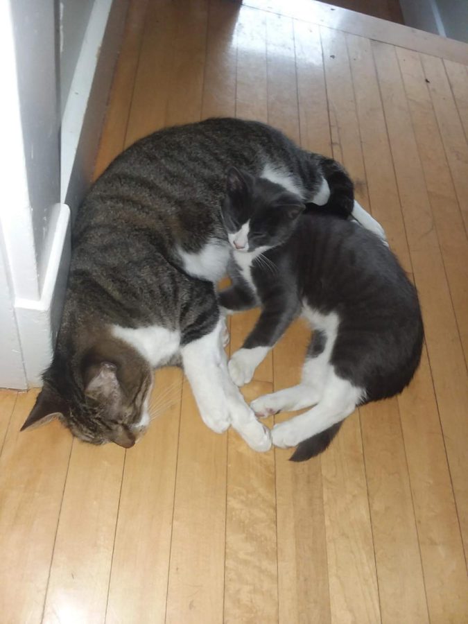 “Cuddling kitties” 