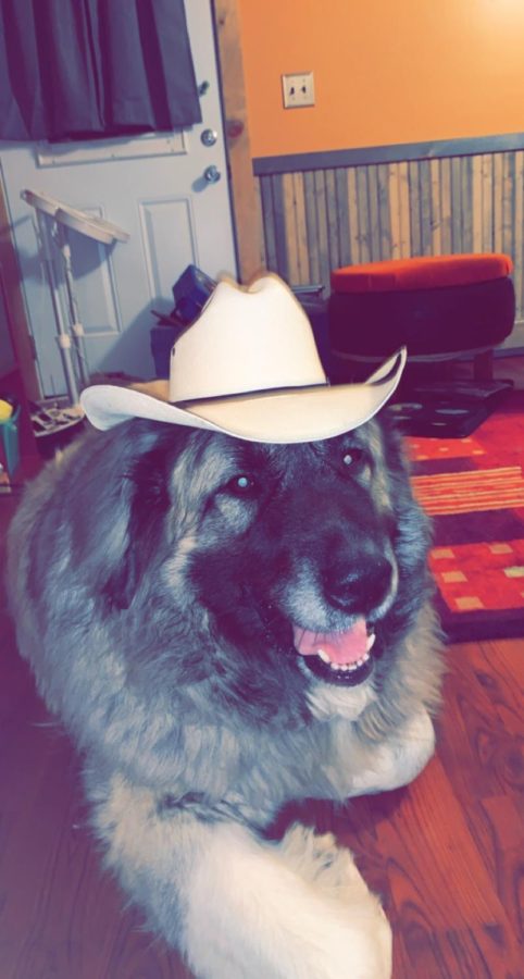 “Cowboy Dudge is ready to round up the cattle”