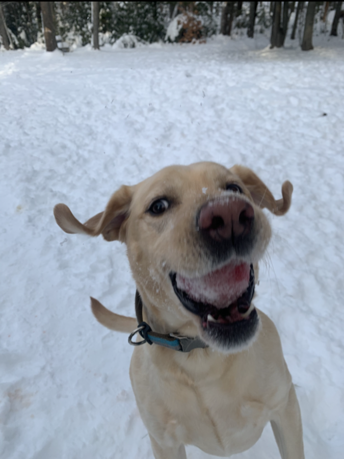 “My dog is snow cute”